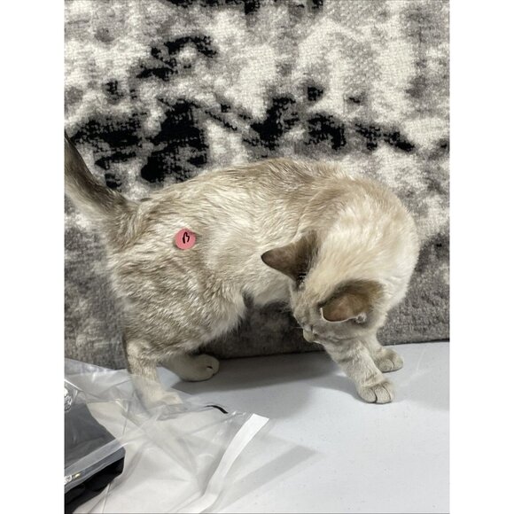 Tail Tech Capri Pants Womens Size 6 Gray Performance Stretch Casual‎ Athleisure - Picture 14 of 16